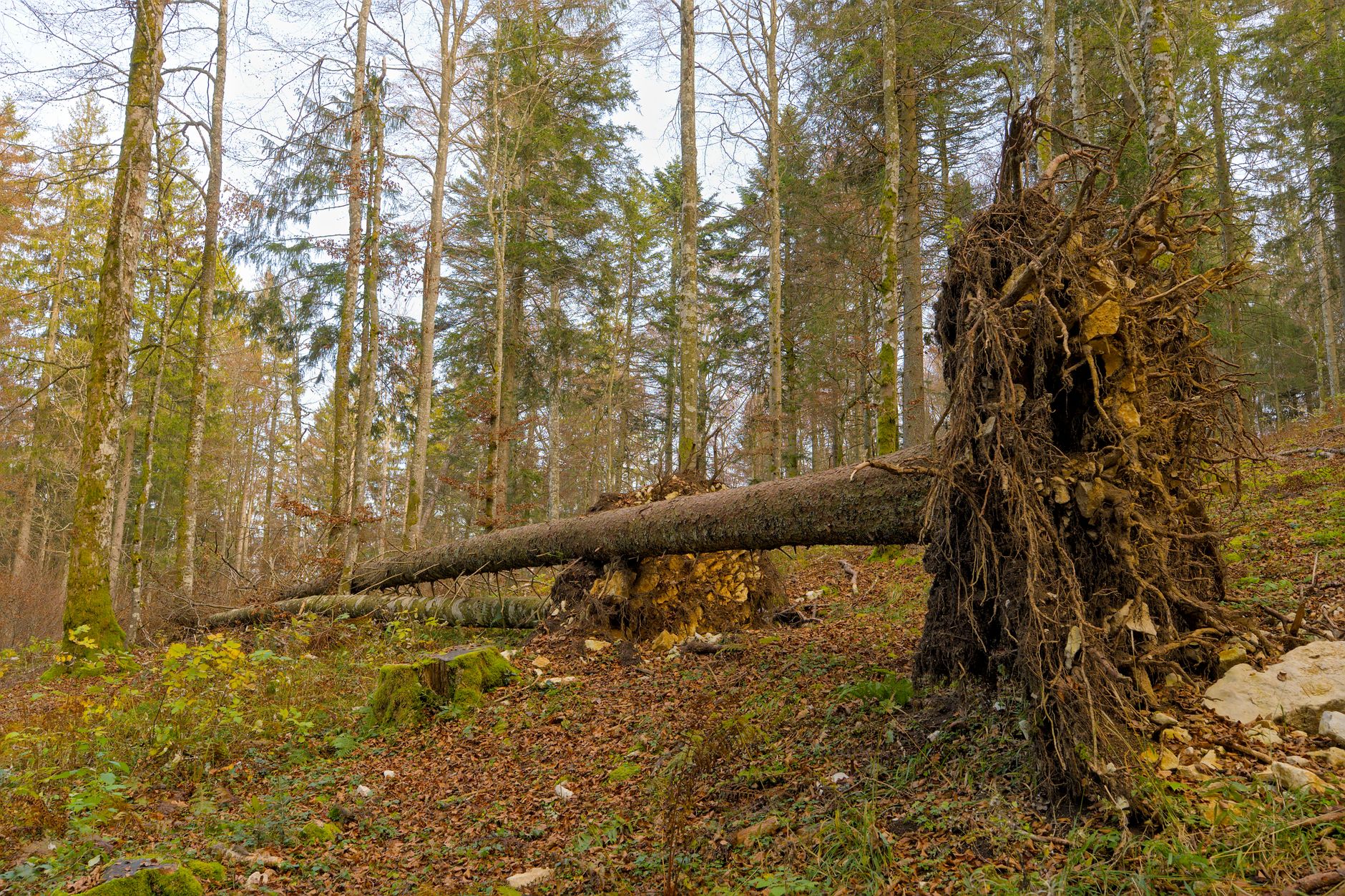 Enlèvement arbre urgence équipe à Lyon
